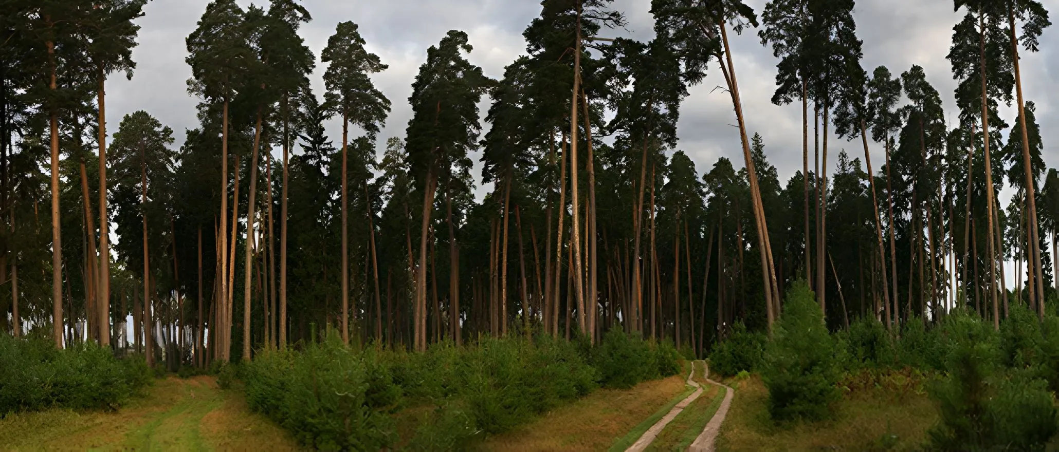 Bosque de Navios&nbsp;3
